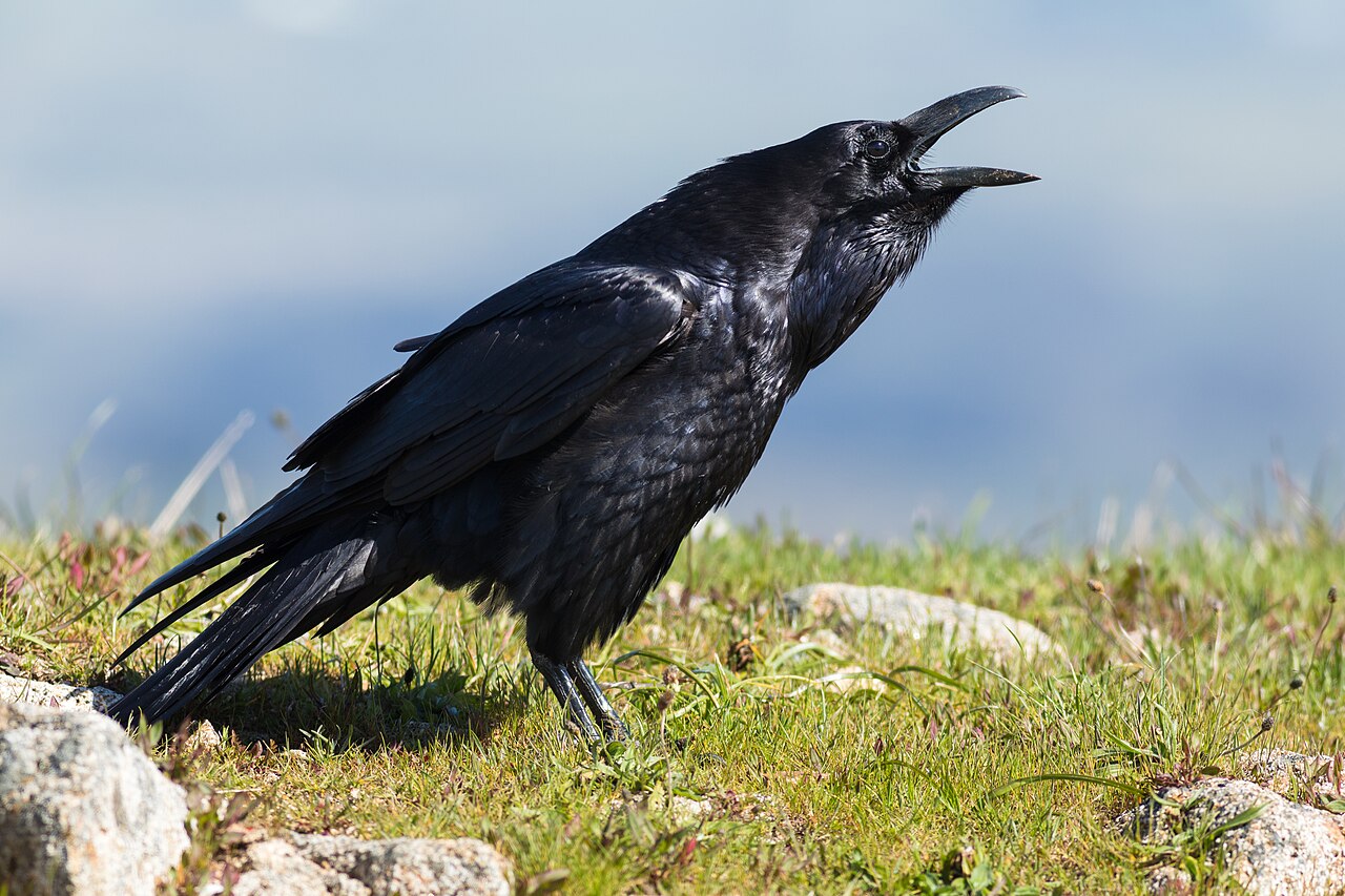 Hrafn